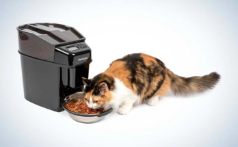 Benefits of Automatic Pet Feeders for Senior Pets