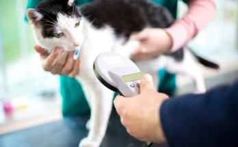 Guide to GPS Trackers for Senior Pets